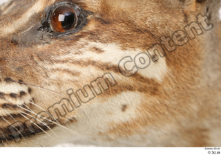 Asian golden cat Catopuma Temminckii cheek eye 0001.jpg